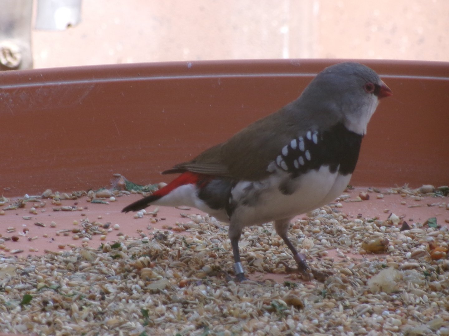 Diamond firetail