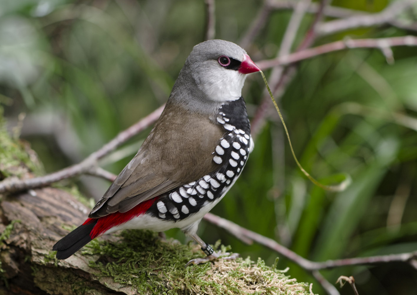 Diamond firetail