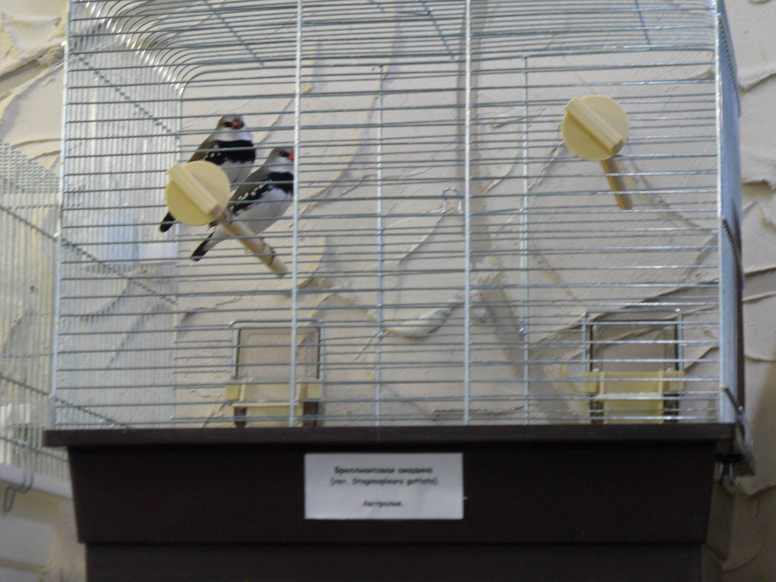 Diamond firetails - bird show'12