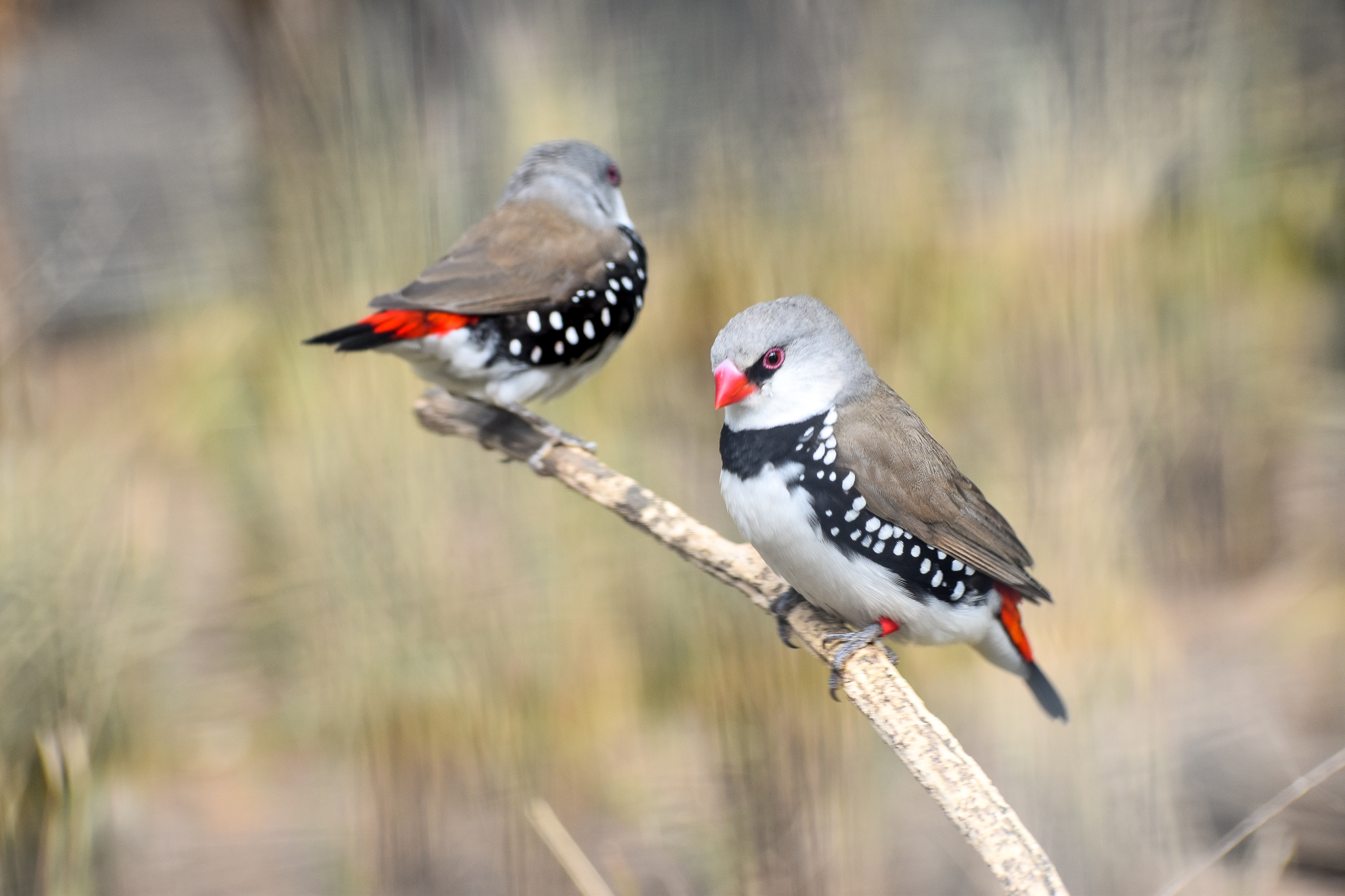 Diamond Firetails
