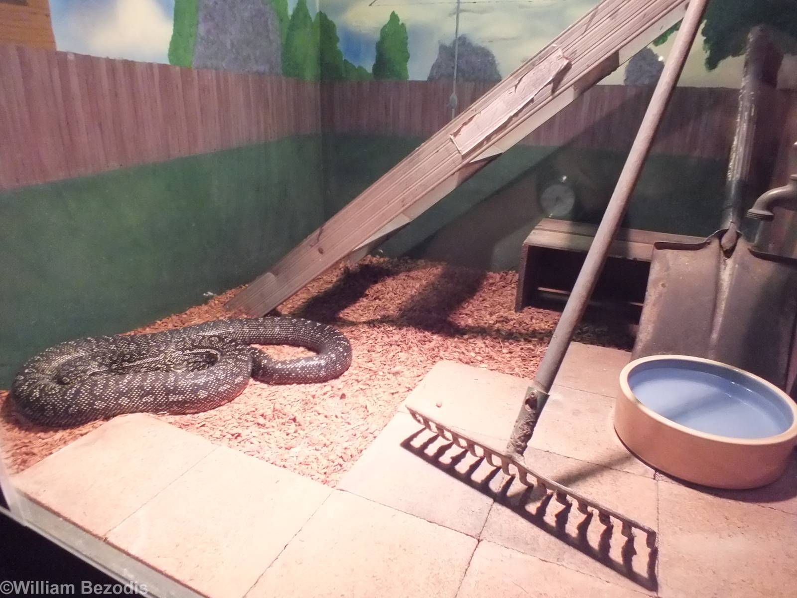 Diamond Python Enclosure