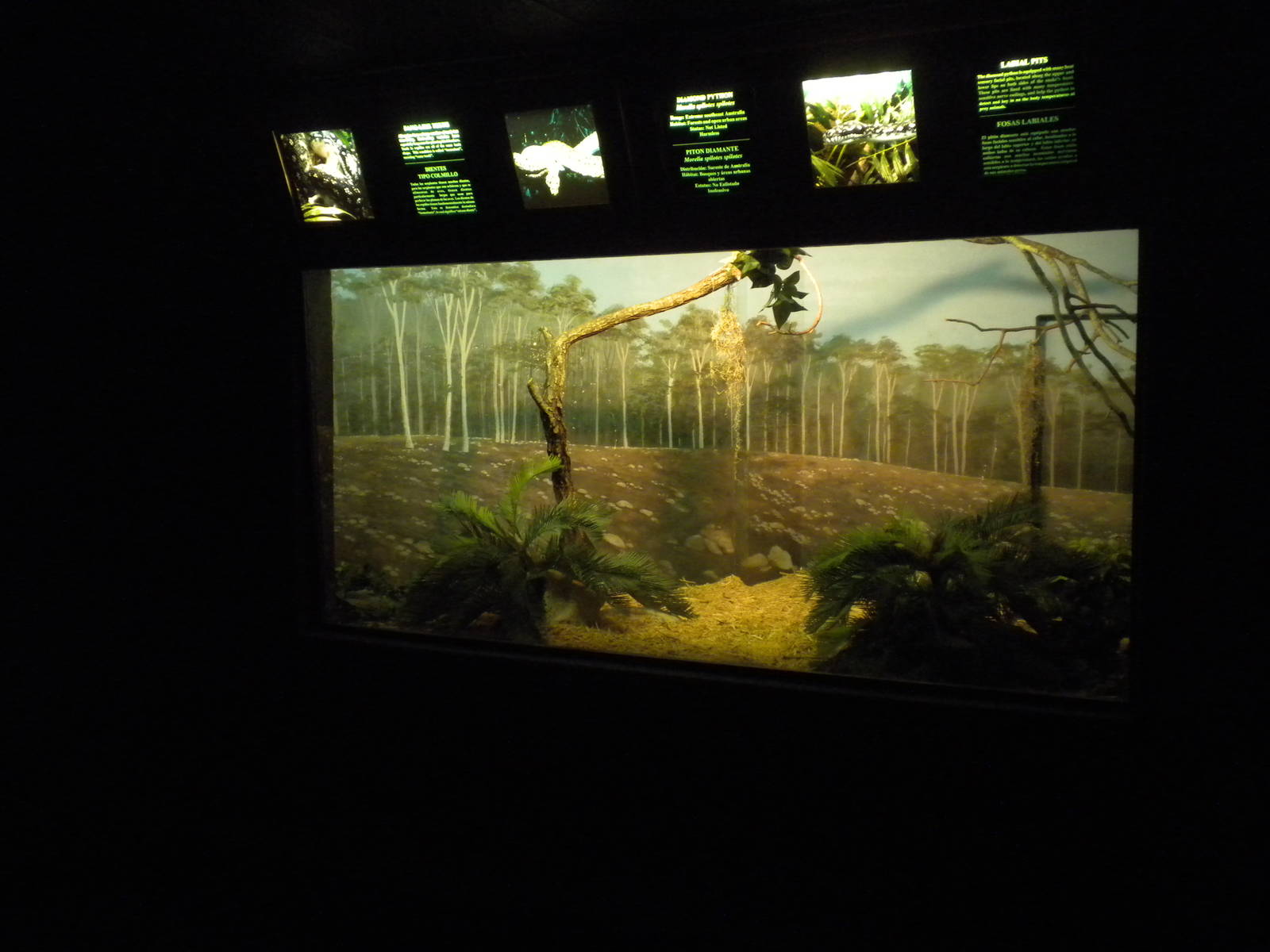 Diamond Python exhibit