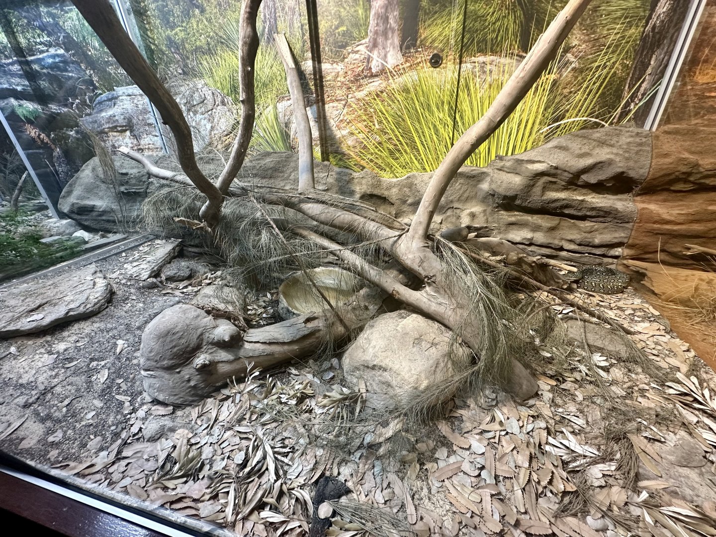 Diamond Python Exhibit