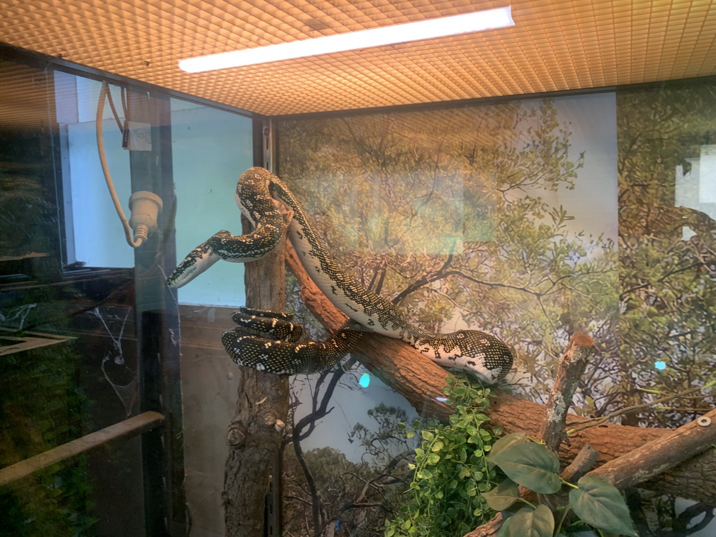 Diamond Python in the 'Dragon House'