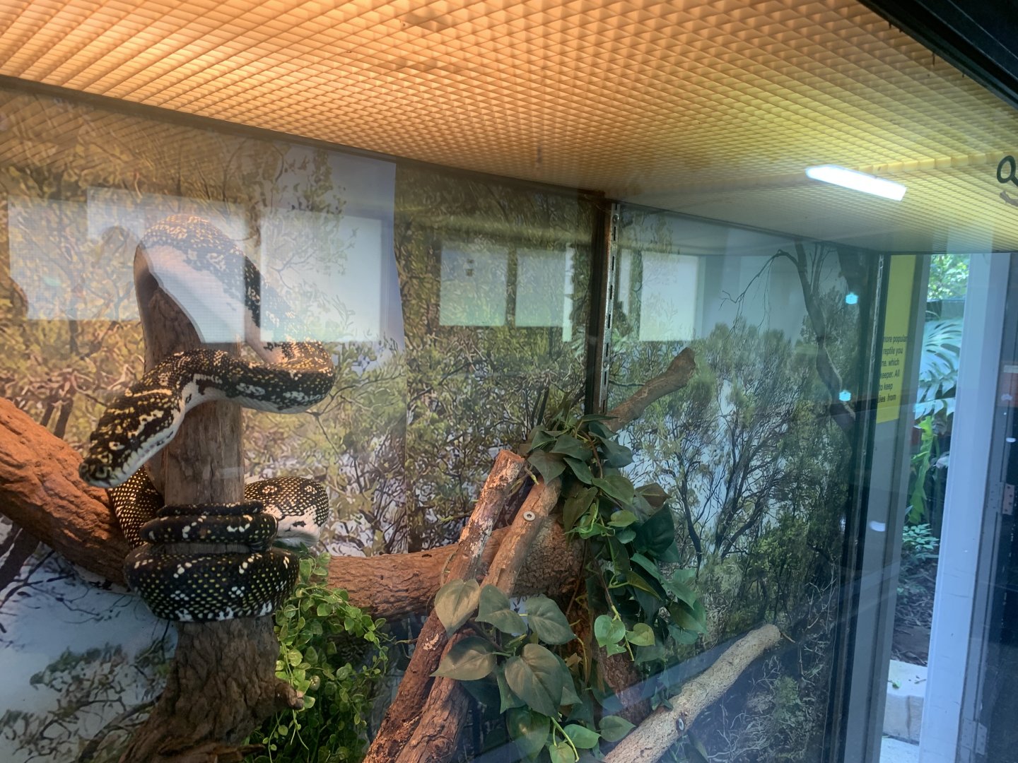 Diamond Python in the 'Dragon House'