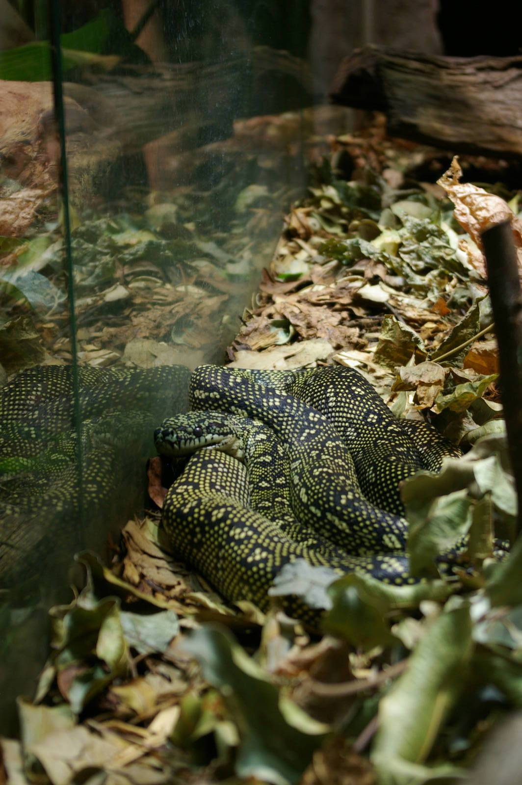 diamond python (Morelia spilota spilota)