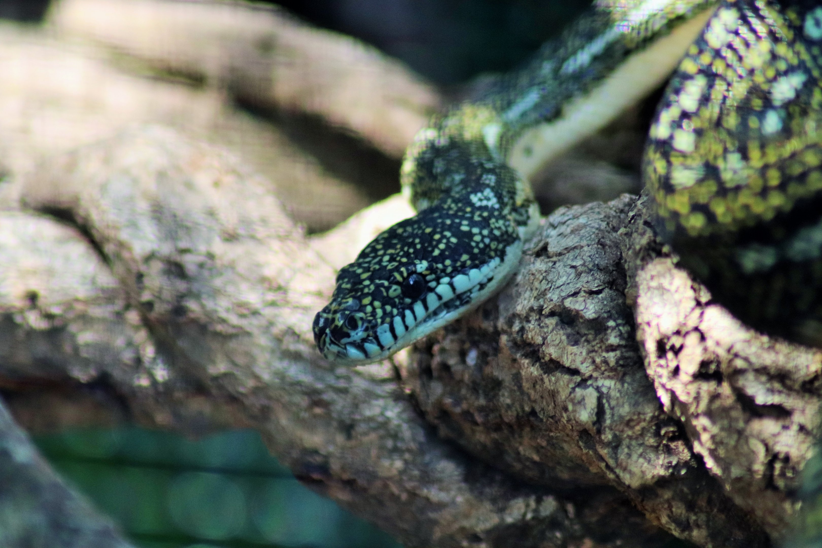 Diamond Python (Morelia spilota spilota)