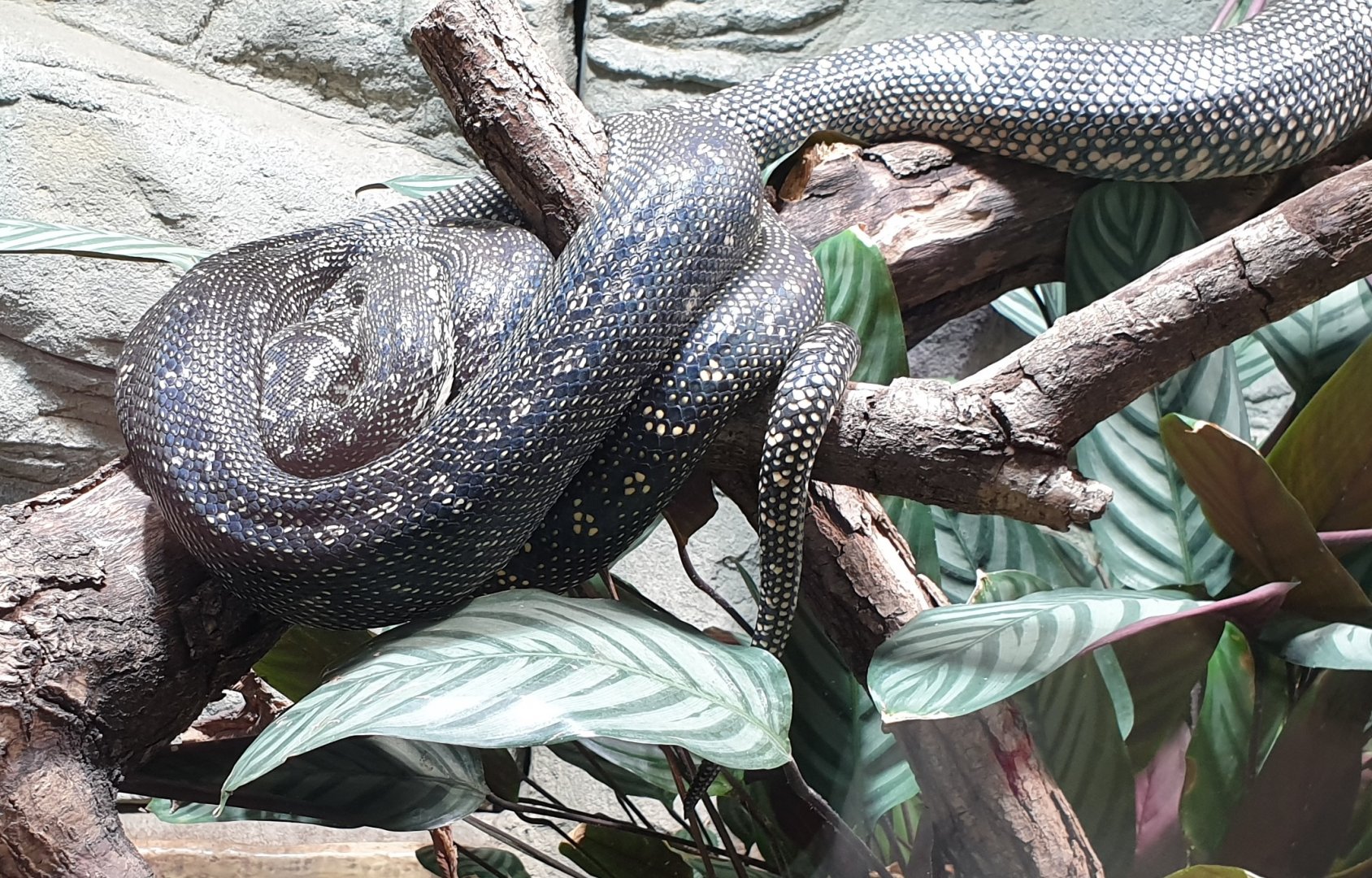 Diamond python - Morelia spilota  spilota