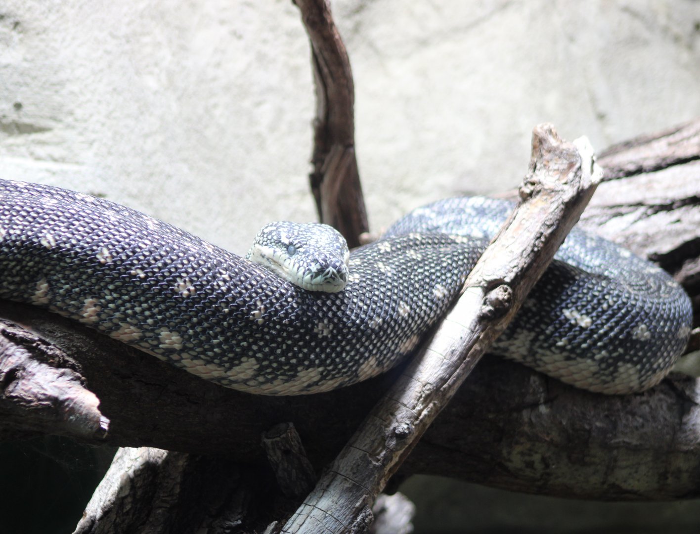 Diamond python - Morelia spilota spilota