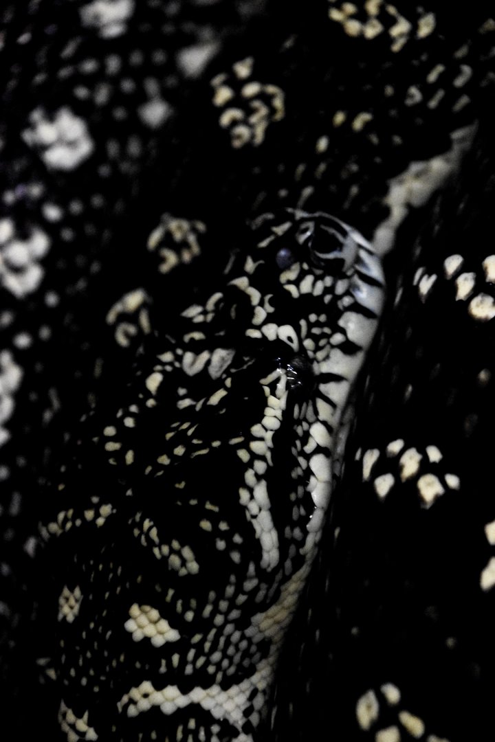 Diamond python (Morelia spilota spilota)