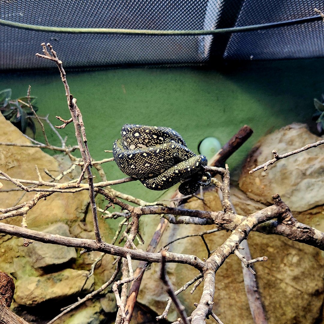 Diamond Python (Morelia spilota spilota)