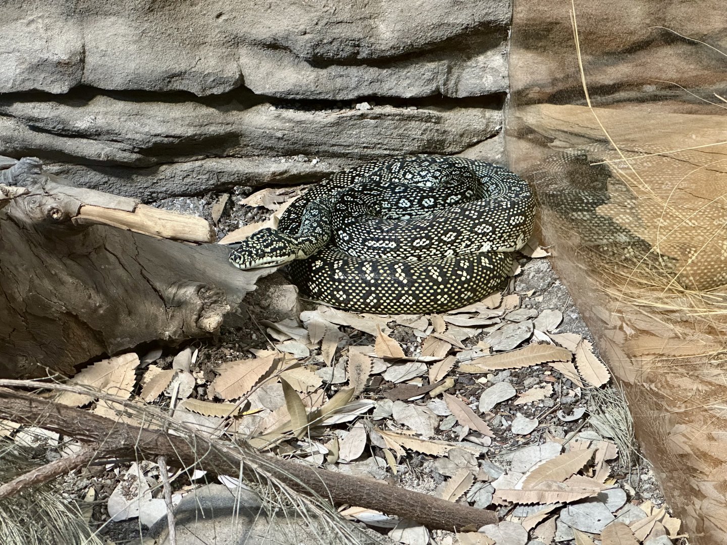 Diamond python (Morelia spilota spilota)