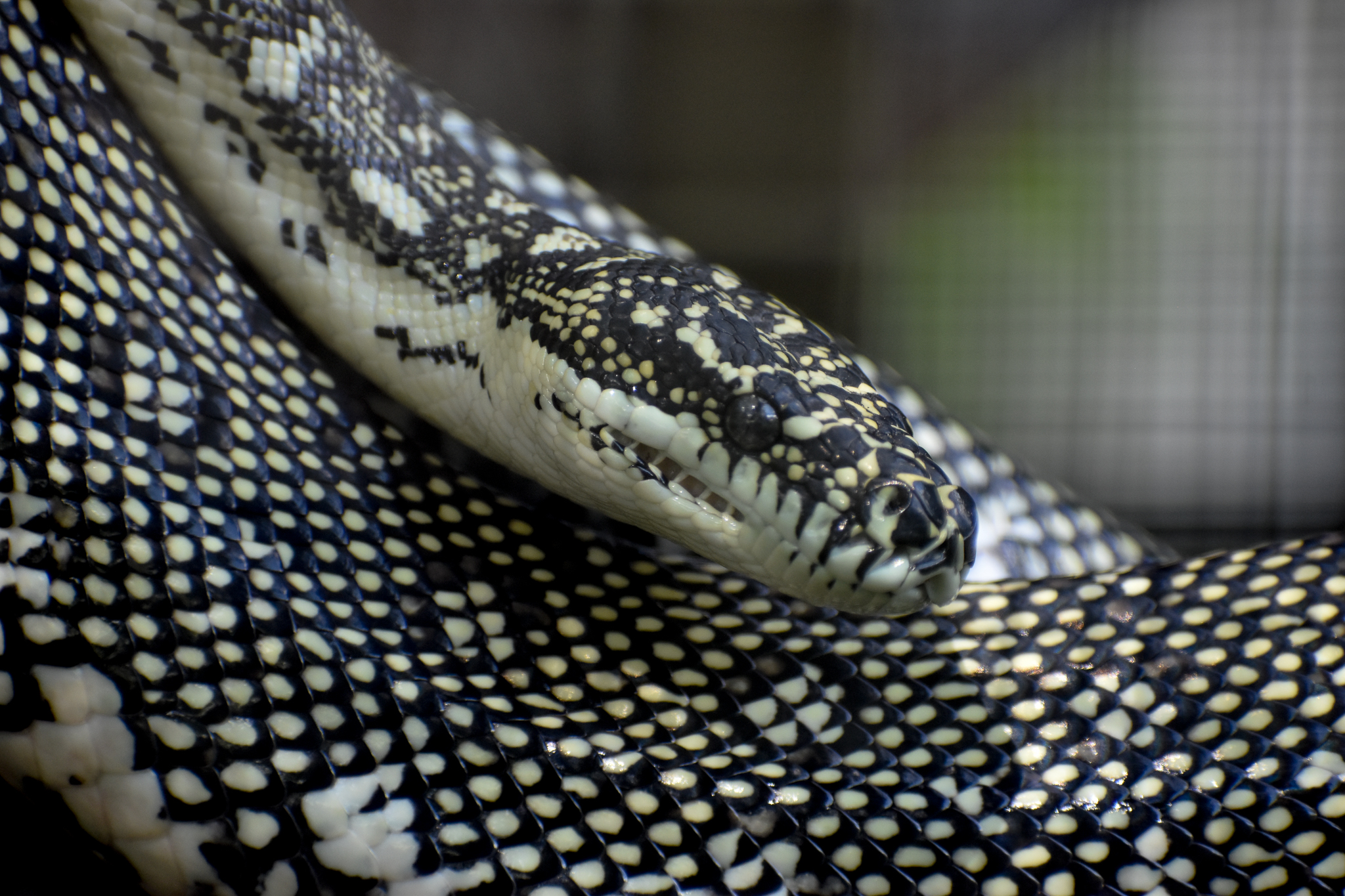 Diamond Python outdoors