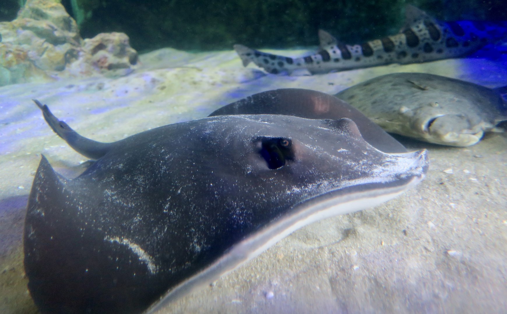 Diamond Stingray (Hypanus dipterurus)