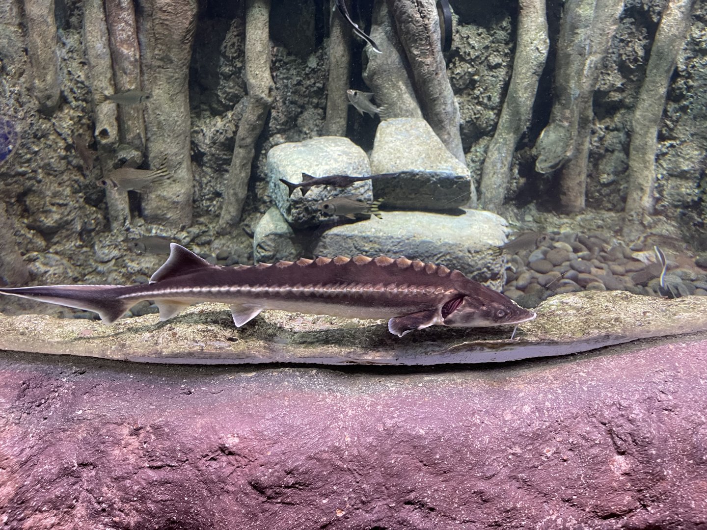 diamond sturgeon (acipenser gueldenstaedtii) - BX Sea