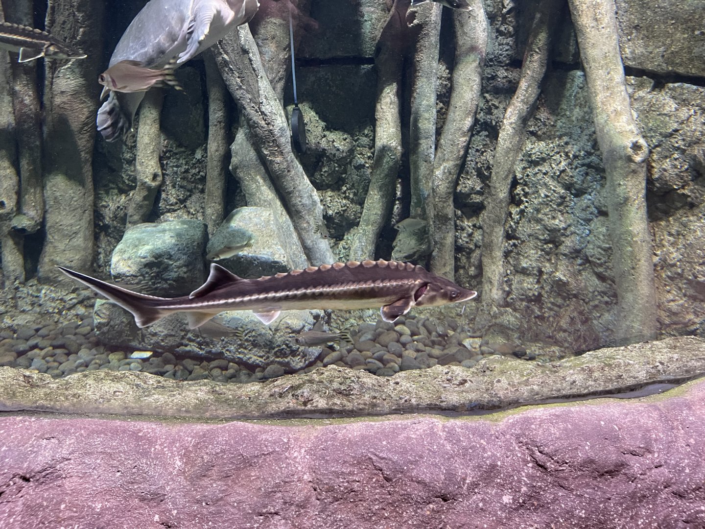 diamond sturgeon (acipenser gueldenstaedtii) - BX Sea