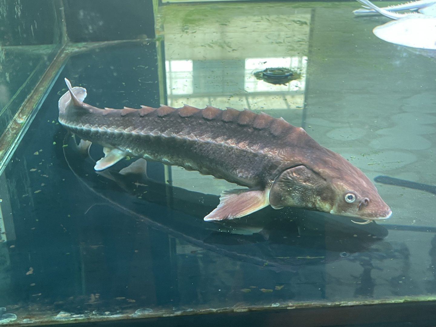 diamond sturgeon (huso gueldenstaedtii)