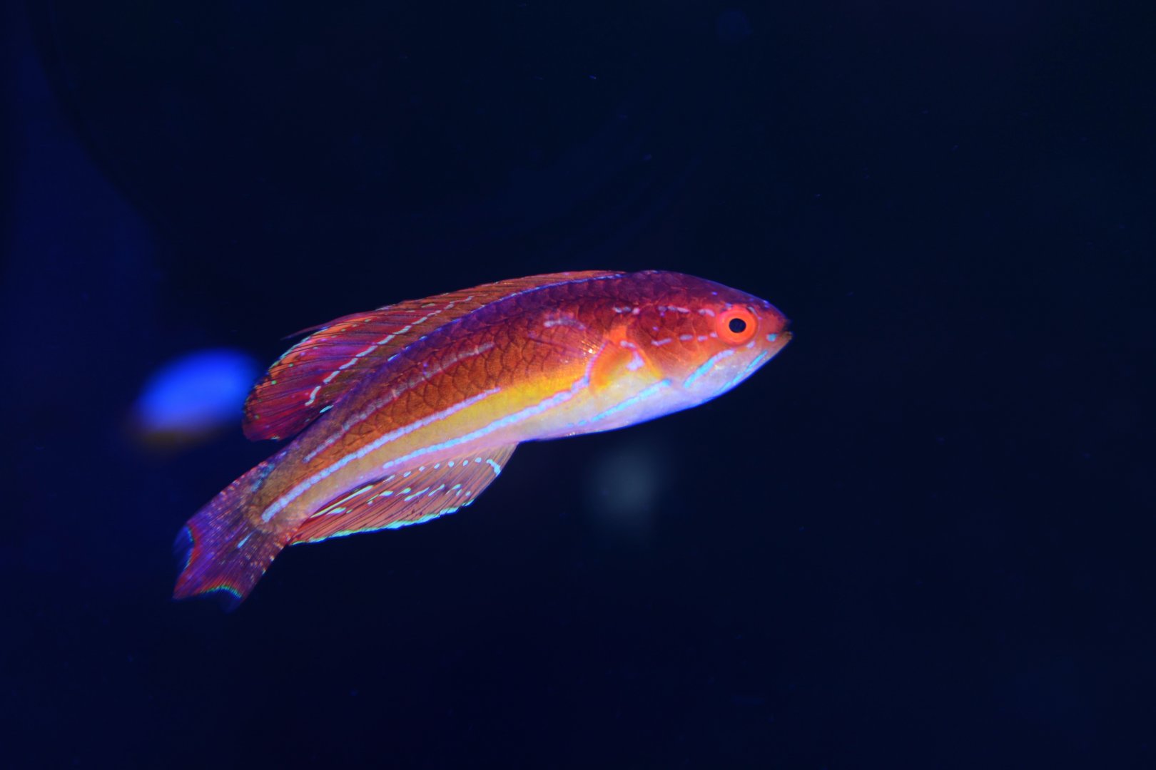 Diamond-tail flasher wrasse (Paracheilinus attenuatus)