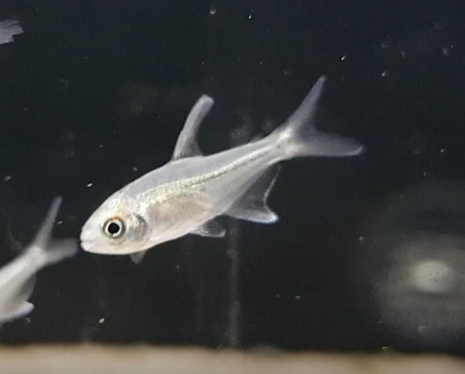 Diamond Tetra - Moenkhausia pittieri - juvenile
