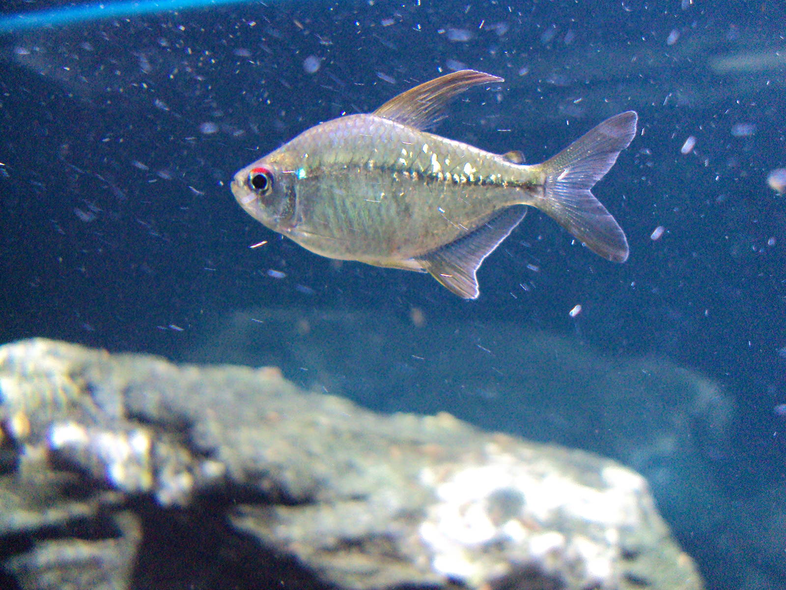 Diamond Tetra (Moenkhausia pittieri)