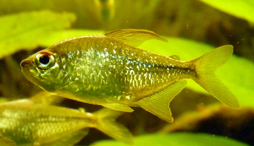 Diamond tetra (Moenkhausia pittieri)