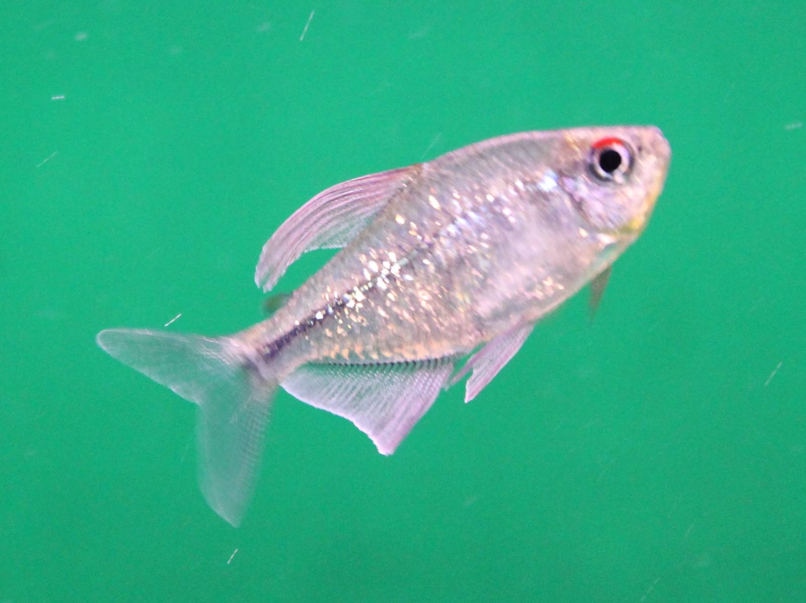 Diamond tetra