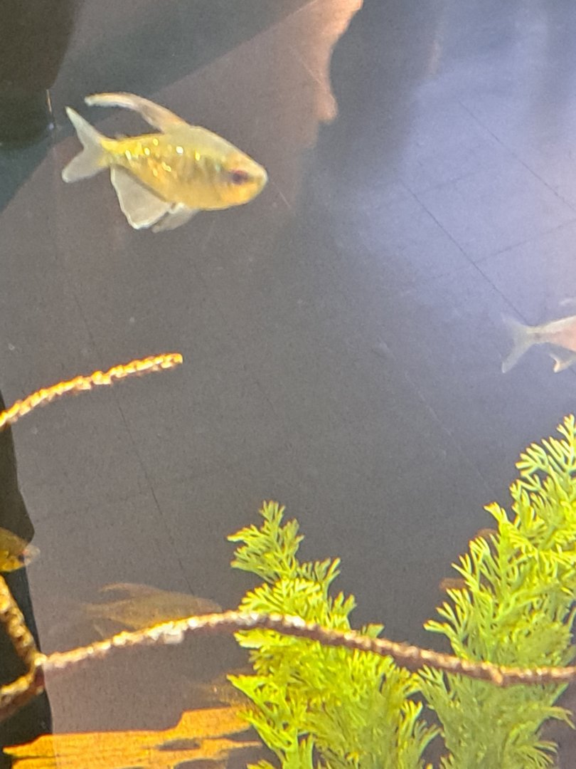 diamond tetra