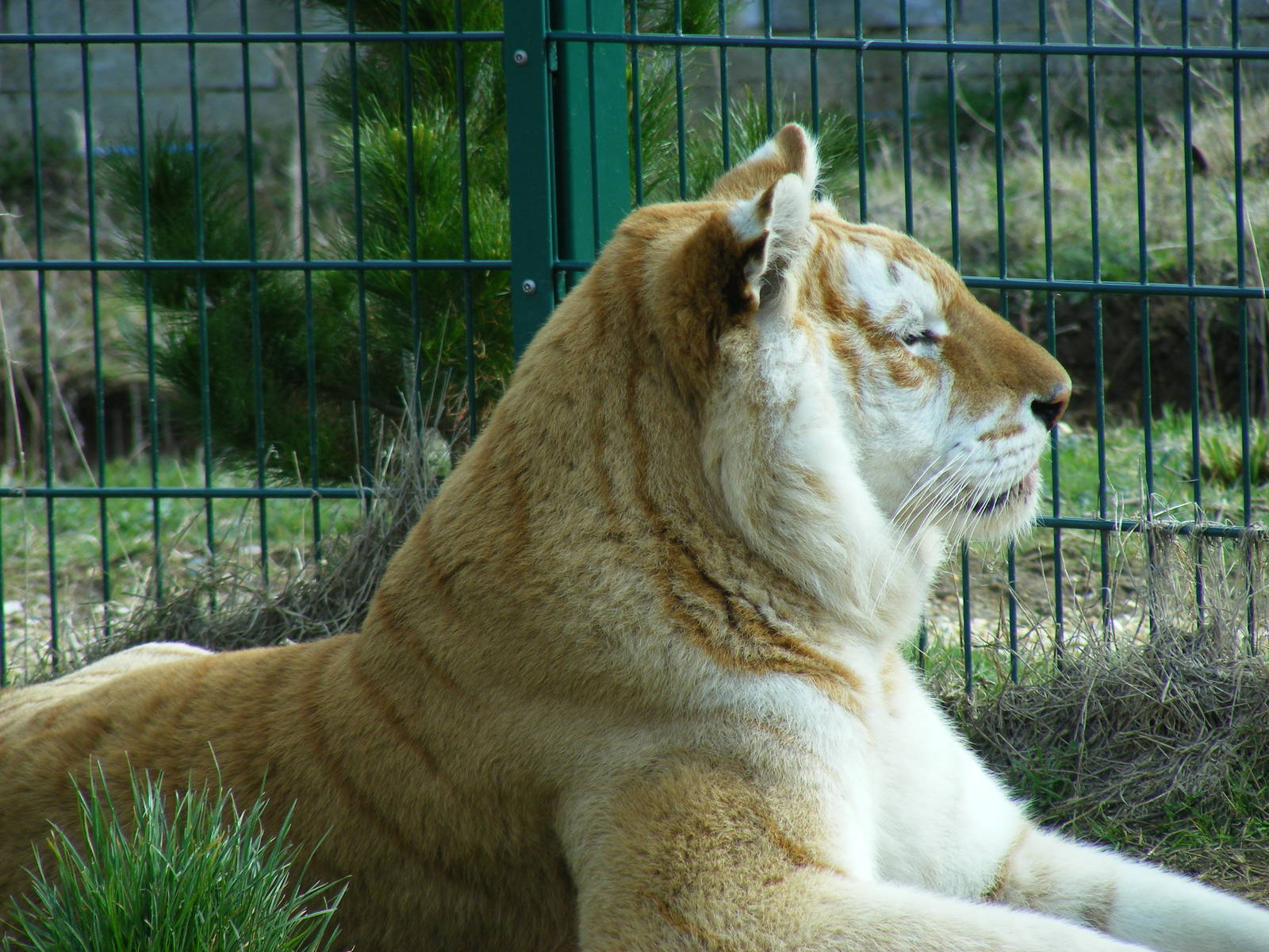 Diamond the Bengal tiger at Isle of Wight Zoo, 5 April 2010