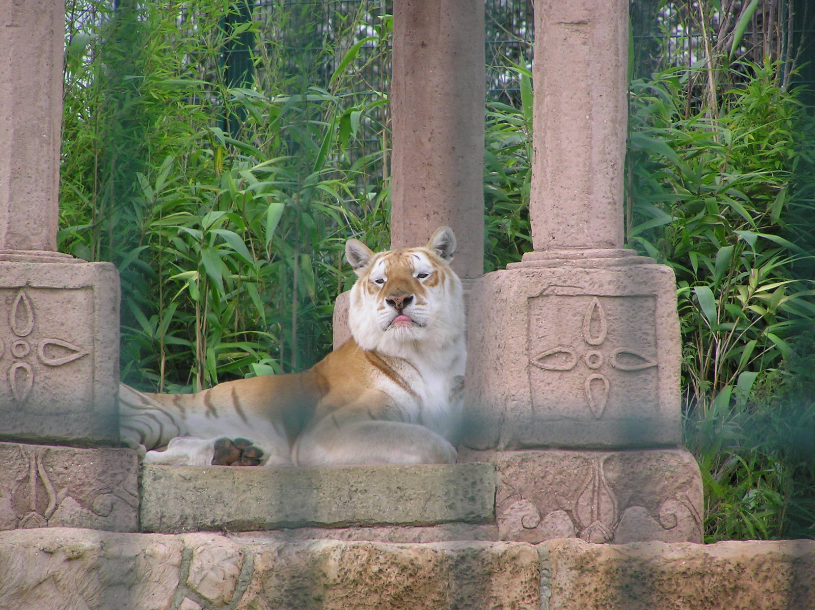 Diamond the Tabby Bengal Tiger