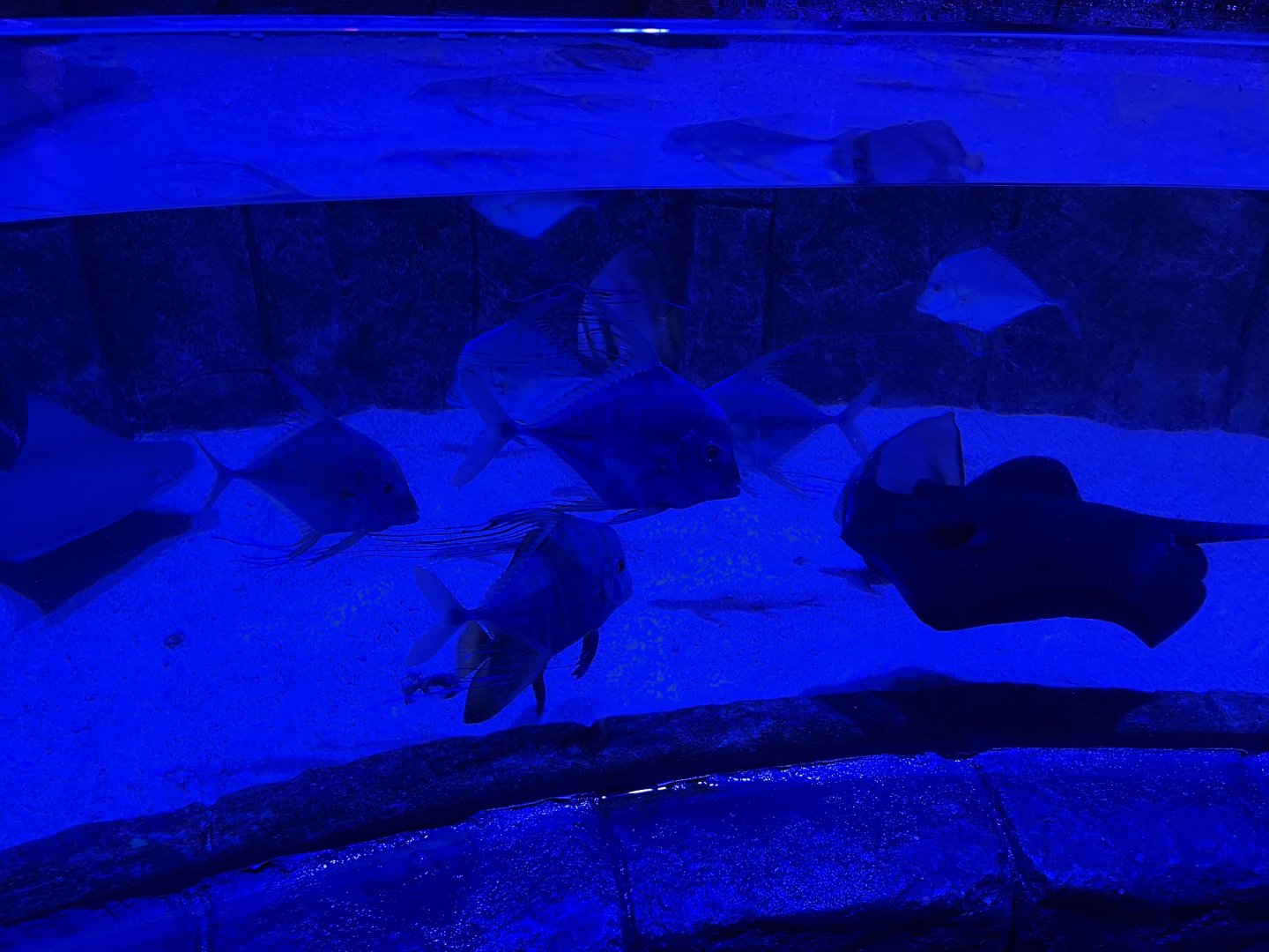 diamond trevallies (alectis indica) - BX Sea