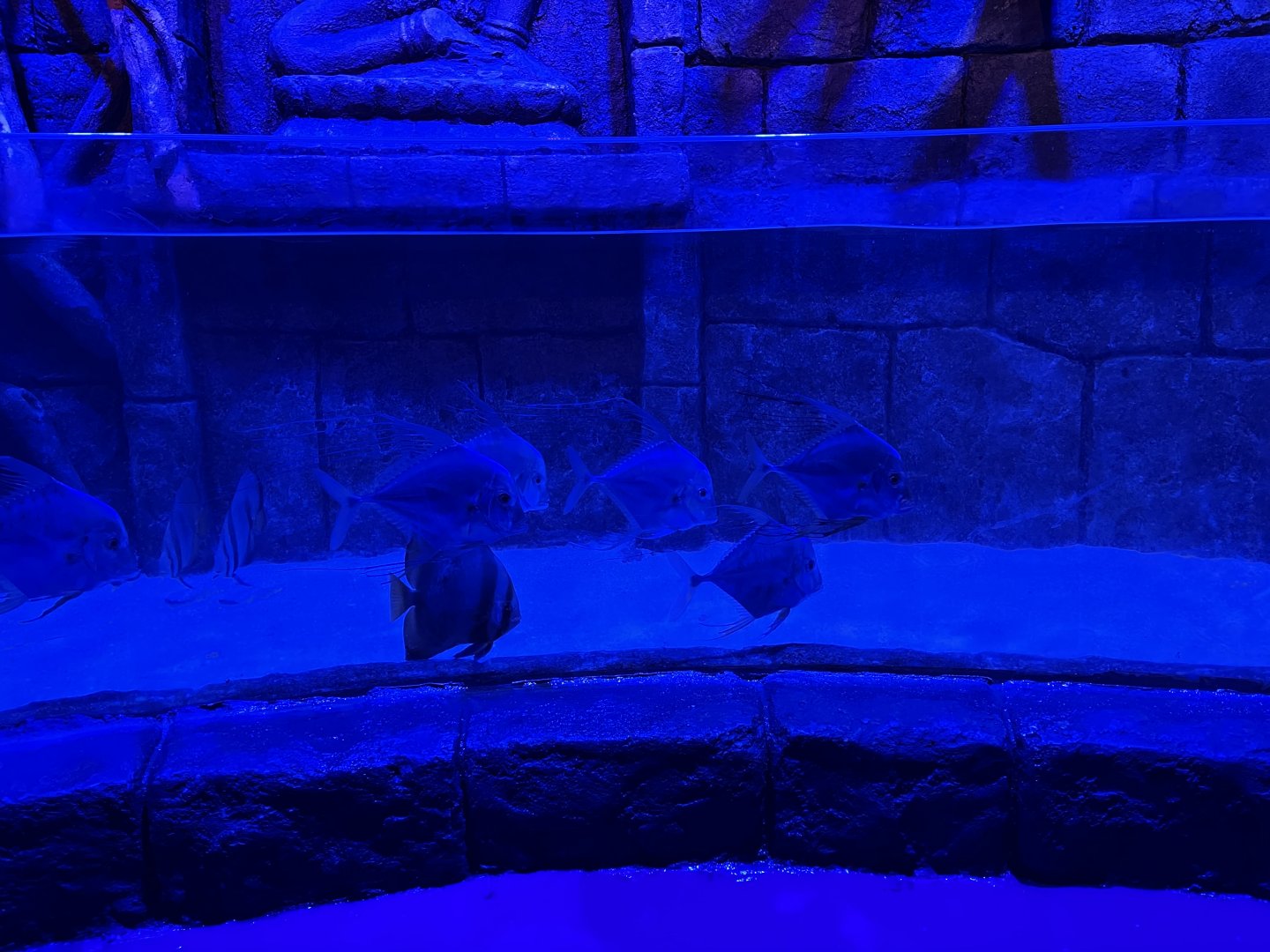 diamond trevallies (alectis indica) & teira batfish (platax teira) - BX Sea