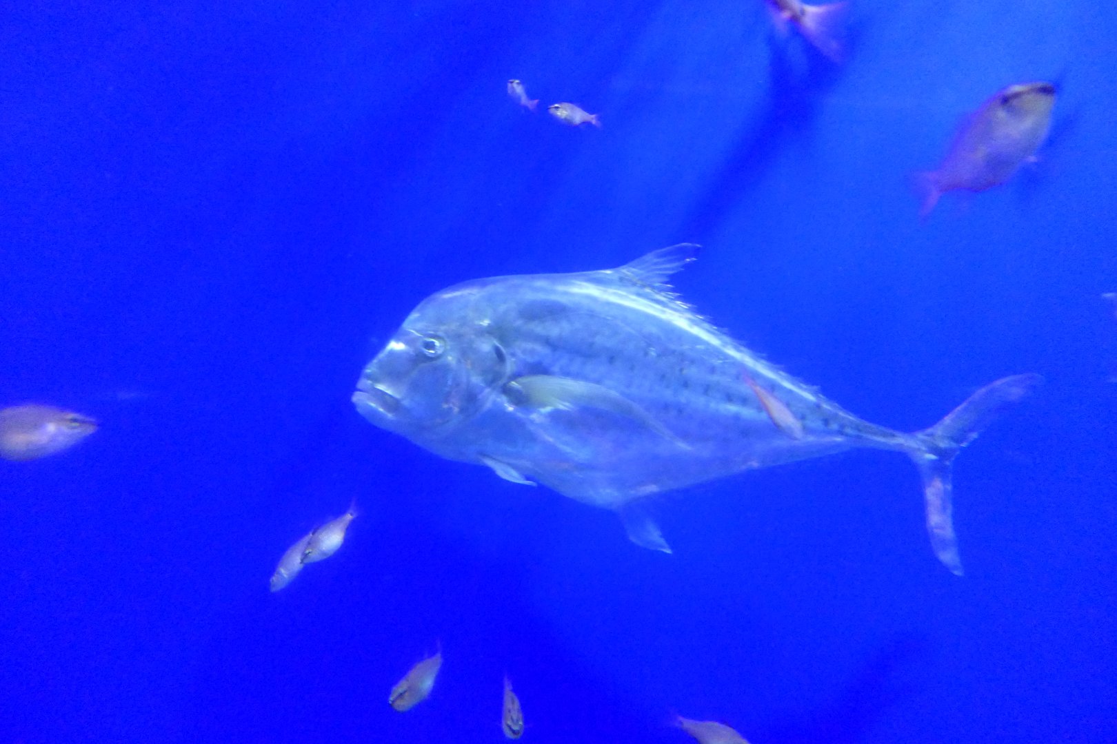 Diamond Trevally (Scyris indica)