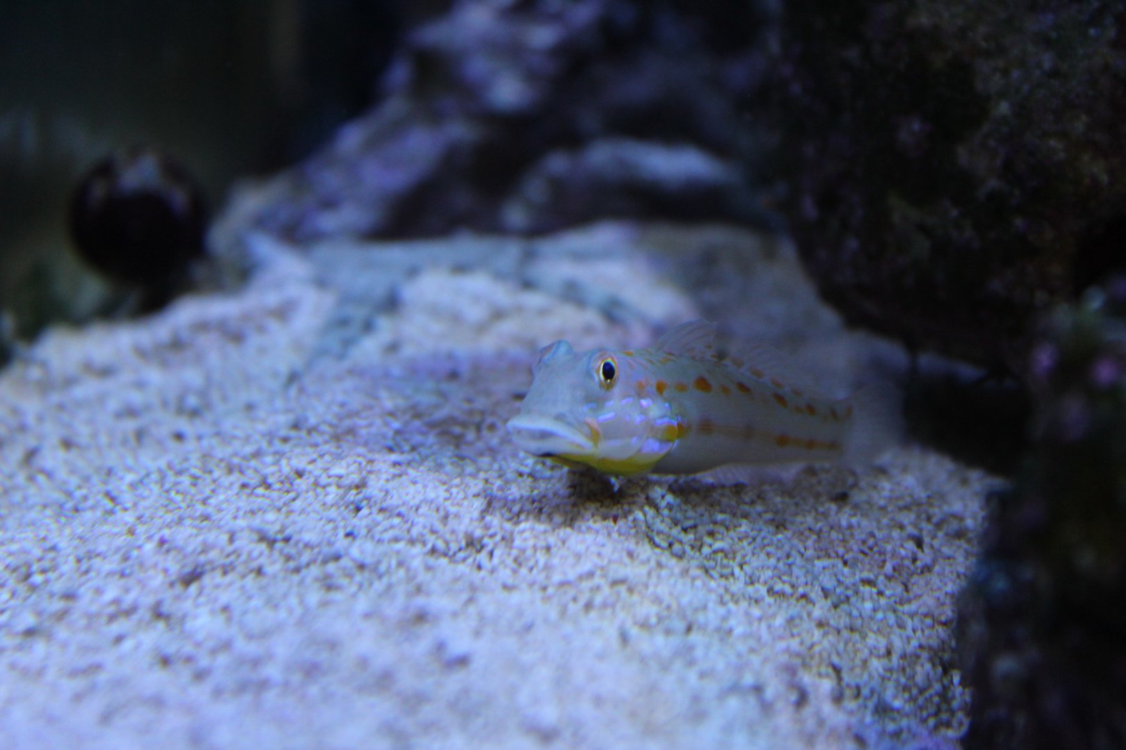 Diamond watchman goby (Valenciennea puellaris)