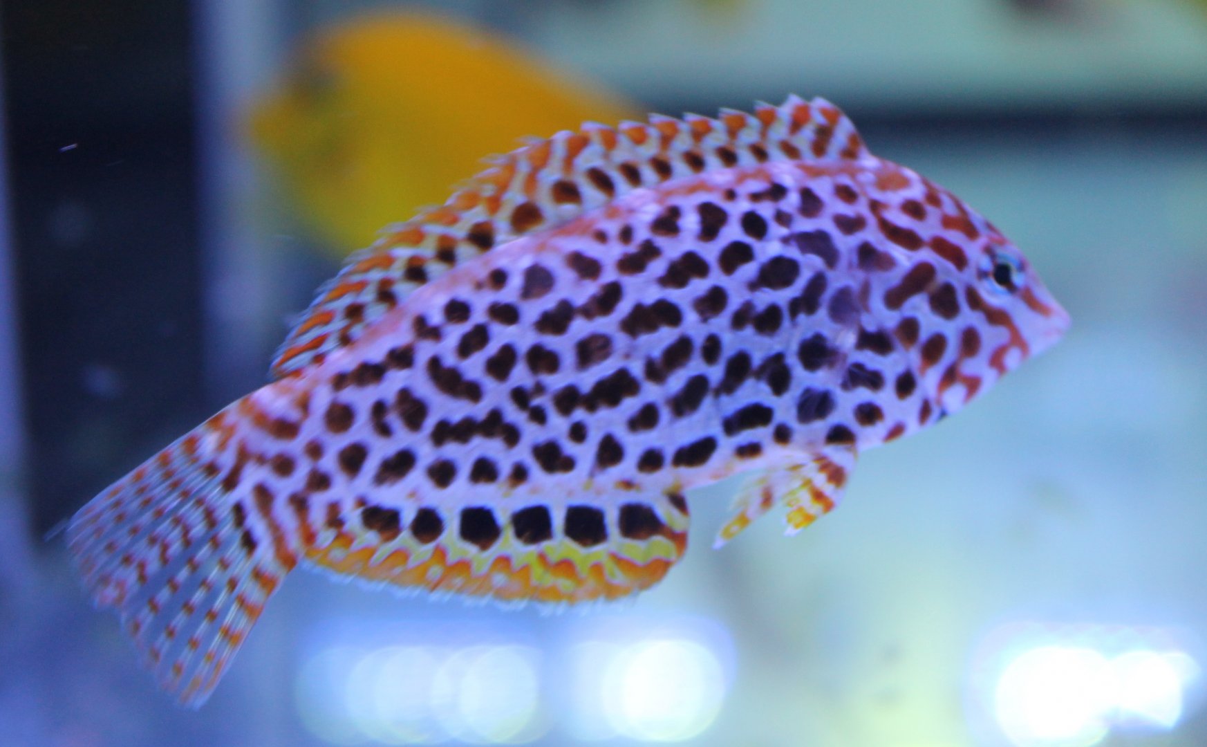 Diamond wrasse - Macropharyngodon meleagris