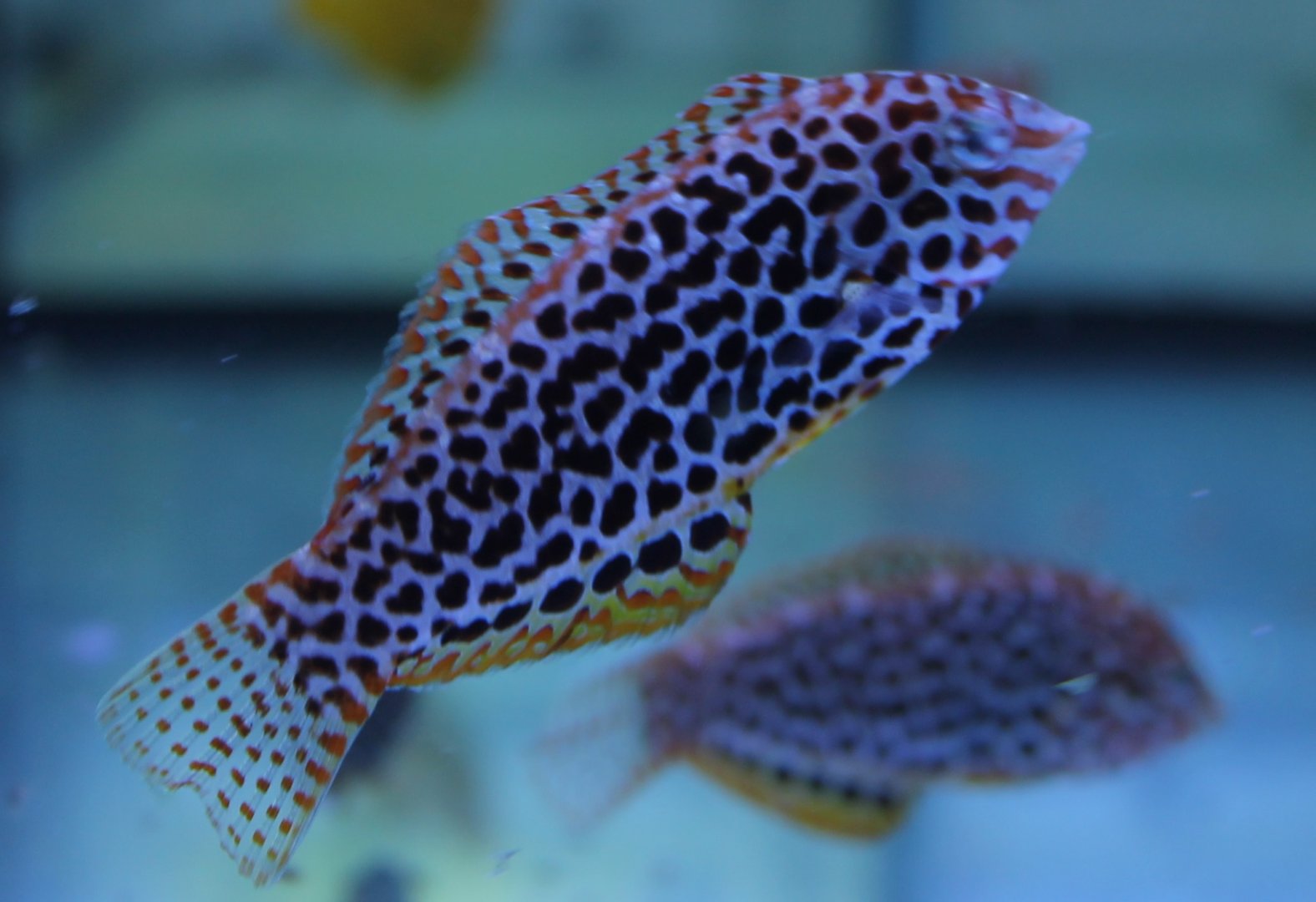 Diamond wrasse - Macropharyngodon meleagris