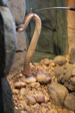 diamondback being hooked - Feb 2012