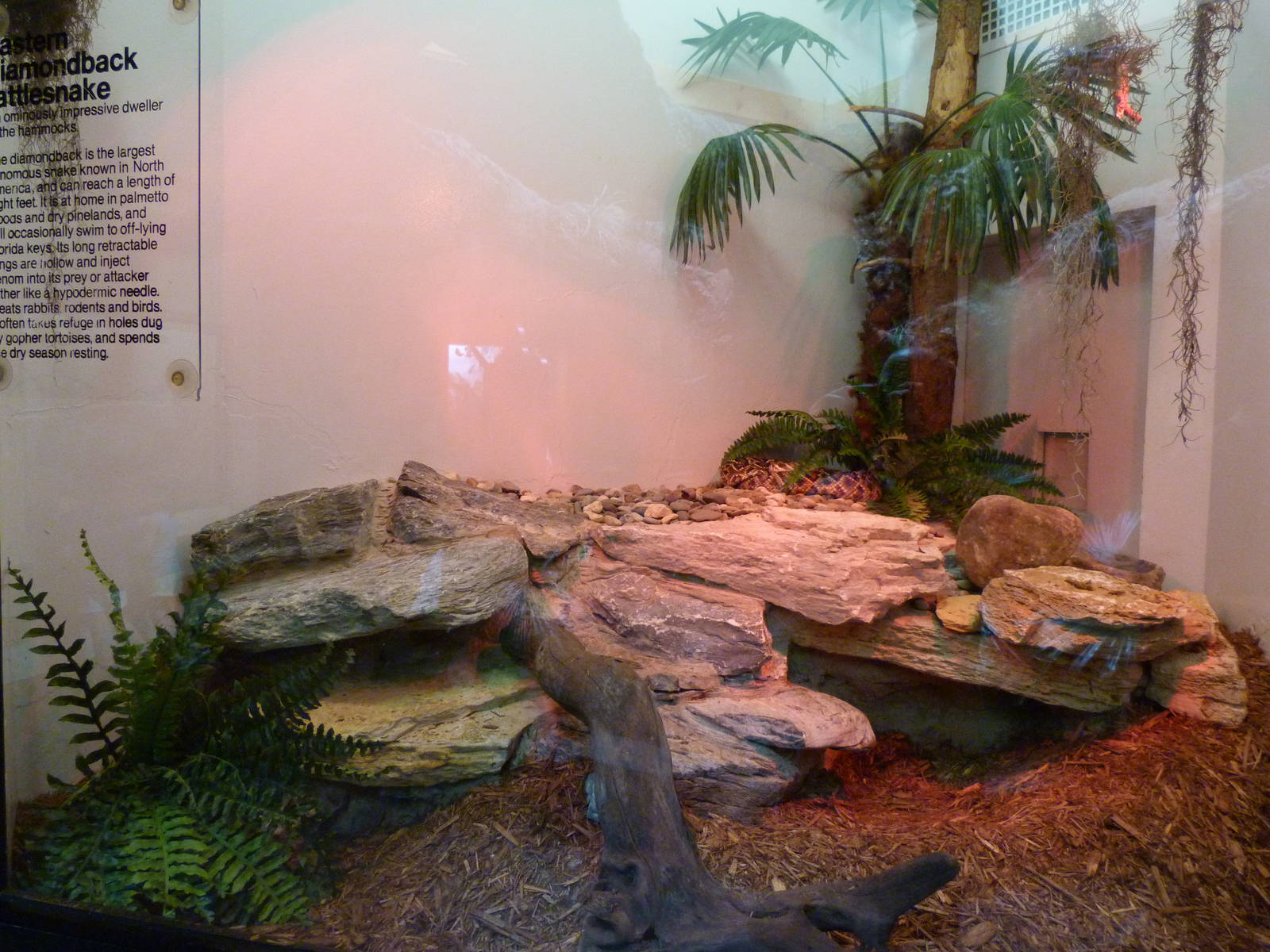 Diamondback Rattlesnack Terrarium