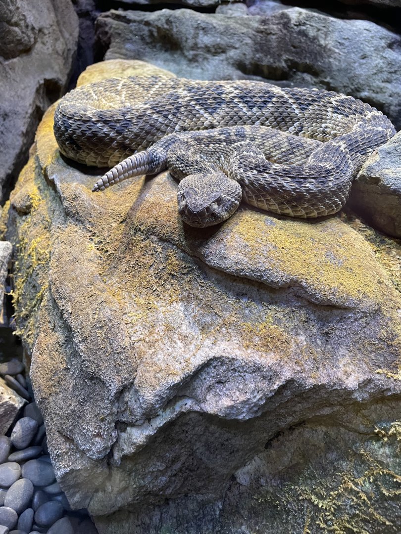 Diamondback Rattlesnake (3/17/22)
