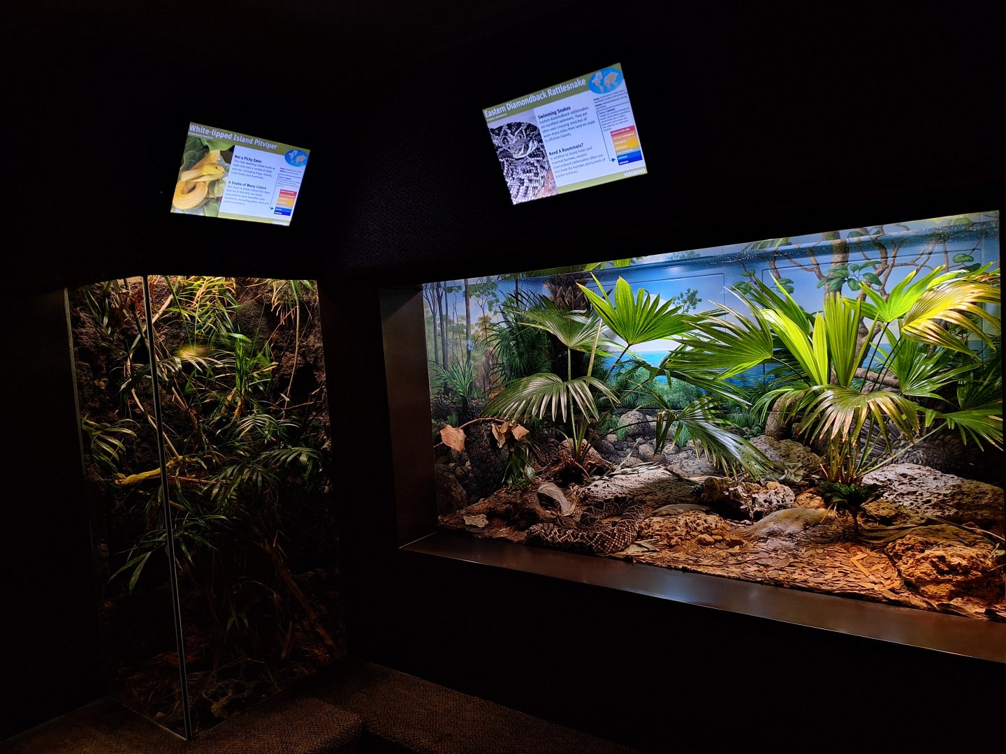 Diamondback Rattlesnake and Island Pitviper enclosures