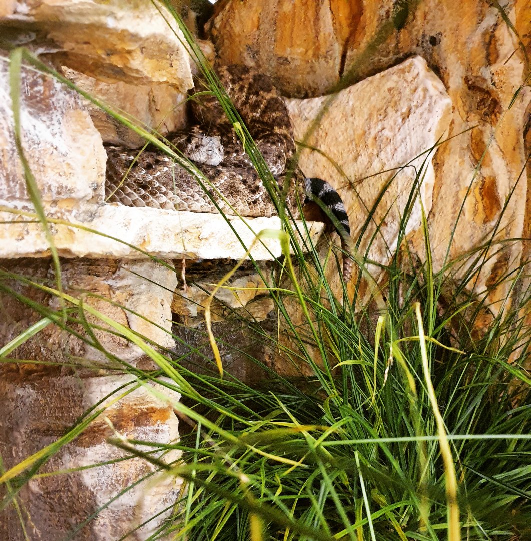 Diamondback Rattlesnake - Crotalus atrox