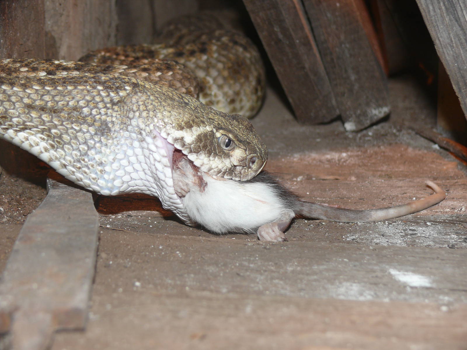 Diamondback rattlesnake devouring lunch