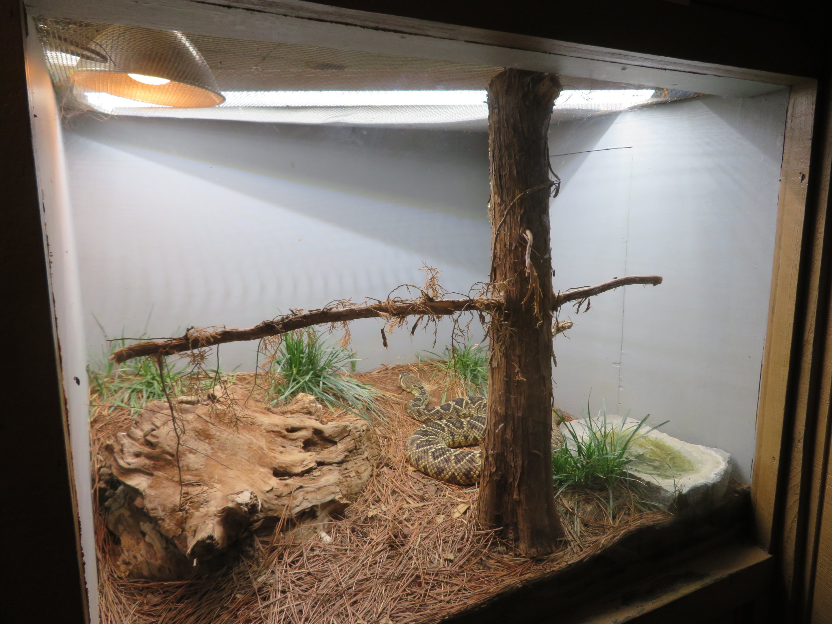 Diamondback Rattlesnake Tank