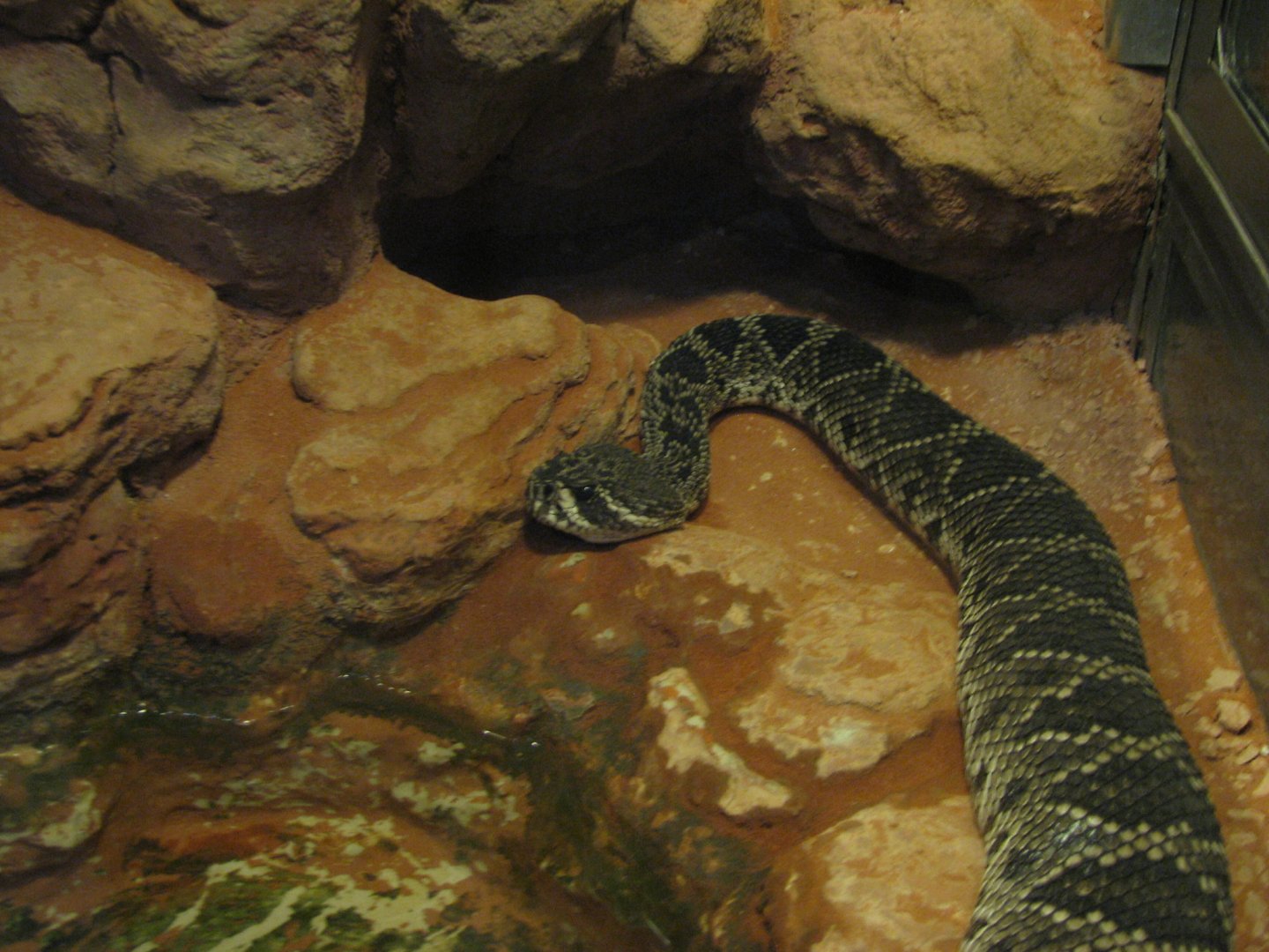 Diamondback rattlesnake