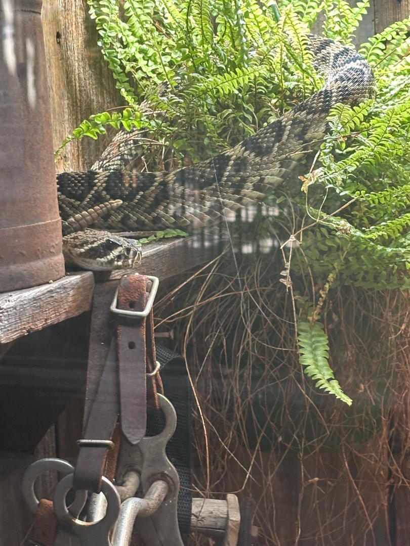 Diamondback Rattlesnake