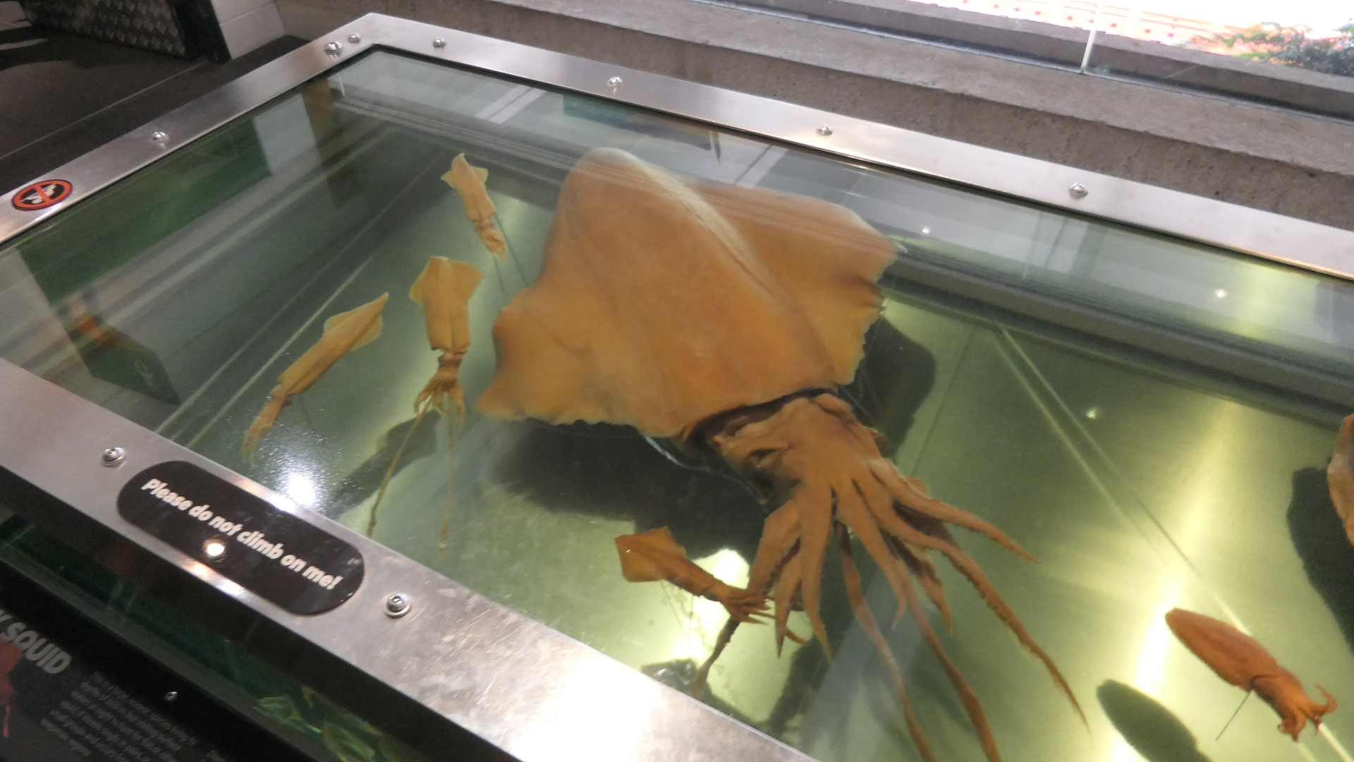 Diamondback Squid (Thysanoteuthis rhombus)
