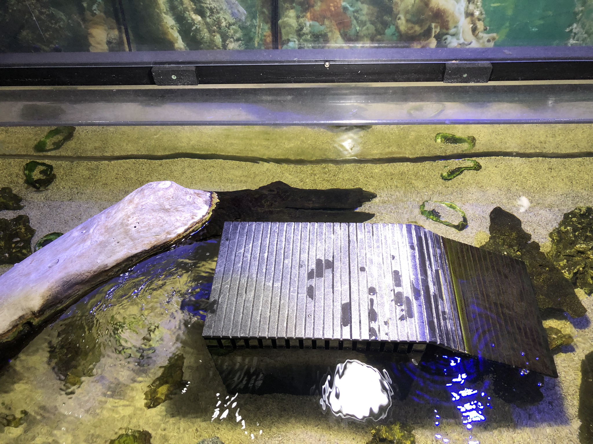 Diamondback terrapin and Loggerhead musk turtle exhibit