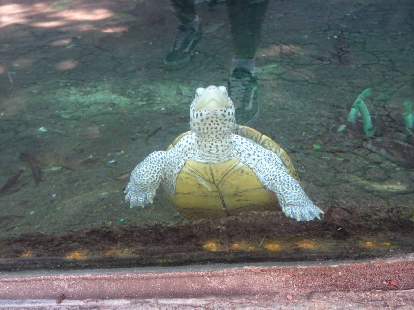 Diamondback Terrapin at Busch Gardens Tampa