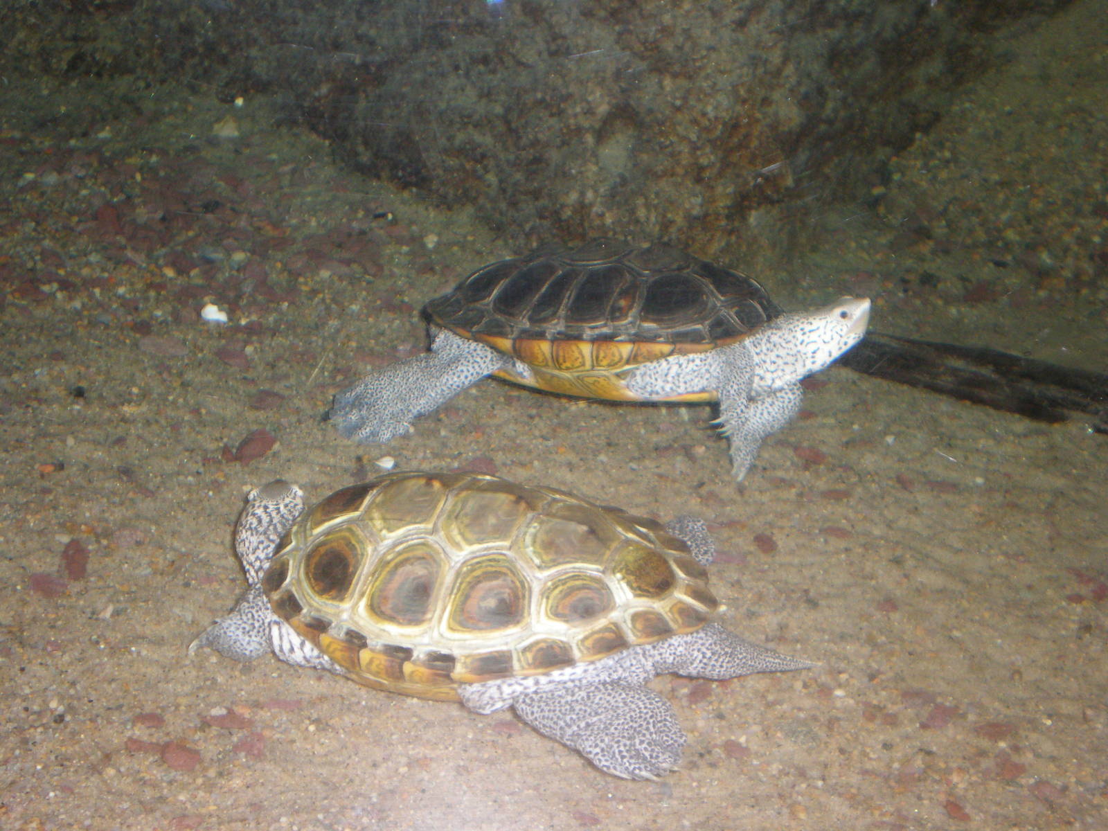 Diamondback Terrapin- Buttonwood Zoo MAY07