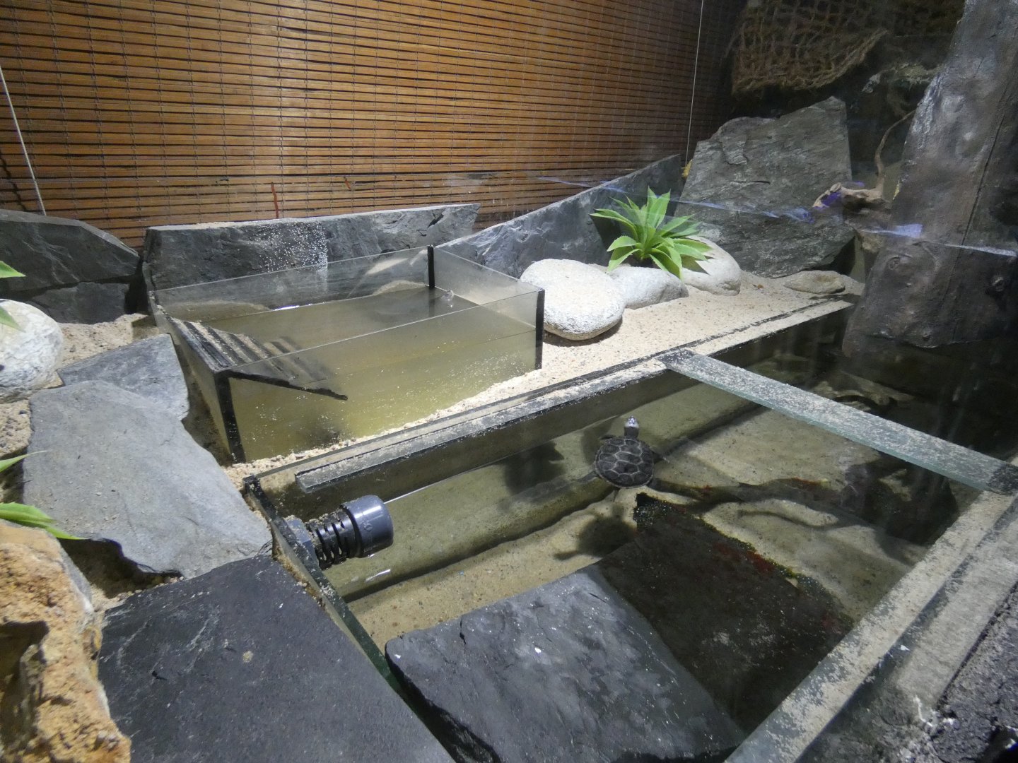 Diamondback terrapin enclosure