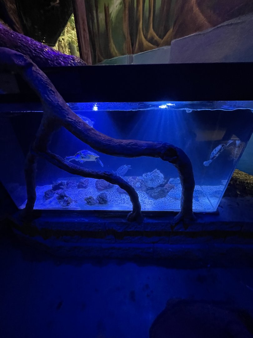 Diamondback Terrapin Exhibit